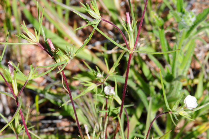 Linanthus aureus, Golden Desert-trumpets<